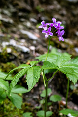 Cardamine pentaphyllos flower in meadow	