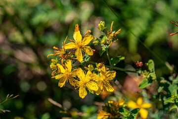 Hypericum perforatum flower in meadow	