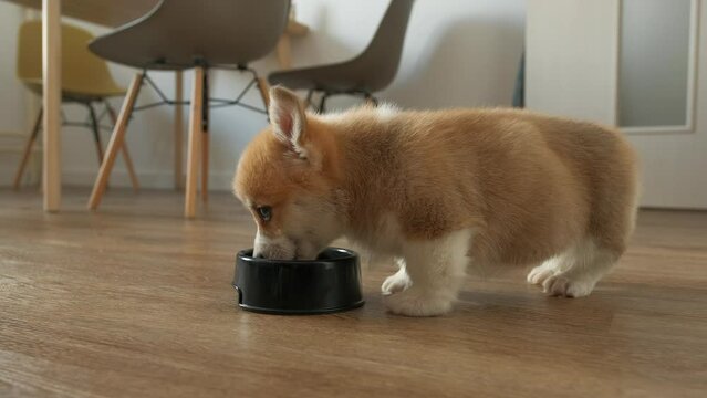Adorable velsh corgi pembrok puppy eating from bowl indoors