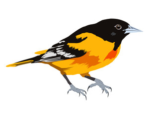 Yellow black Baltimore Oriole bird