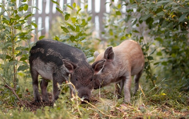 Little piglets in a pasture at a remote livestock station. Dwarf pig, pig face and eyes. Wild piglets in the zoo. The concept of funny animals. Postcards. Mangalitsa piglet