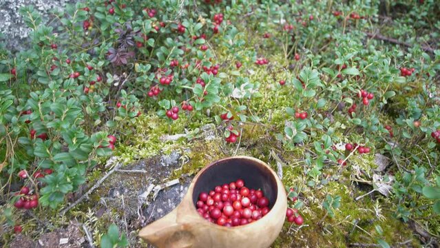 Lingonberry plants and wooden Cup Of Lingon Collected In Nordic Forest