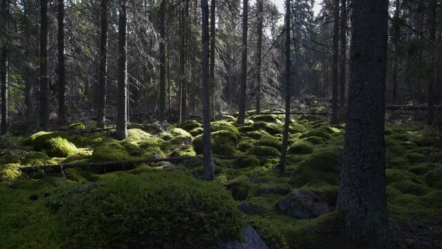 wide angle view of old mossy boreal taiga forest Without People, dolly jib shot