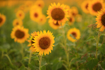 Obraz premium sunflowers in the rays of the setting sun in summer