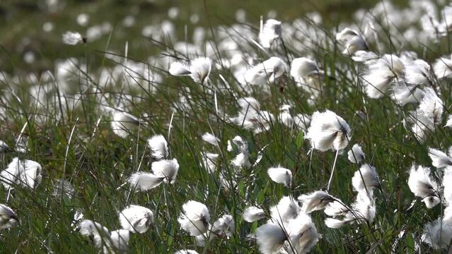 Cotton grass dandelion blowing in wind, summer

Slow motion close up, 2022
