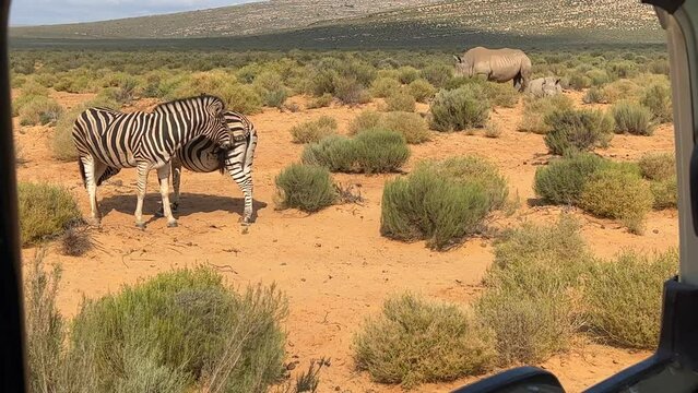 Two zebras one biting the other's tail and two rhinoceros one sleeping