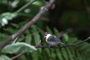 japanese tit in a dark forest