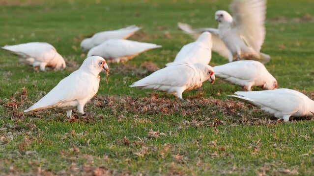 Many White Corellas enthusiastically feed in mashed up green grass of a park