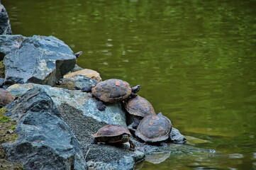 Fototapeta na wymiar Group of turtles standing on the rock at the lake shore