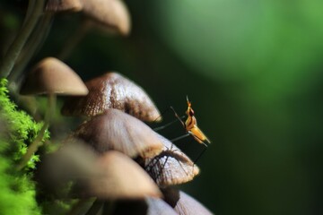 bright yellow insect on the mushroom.