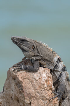 Mexican Iguana resting on a rock in Tulum, Mexico