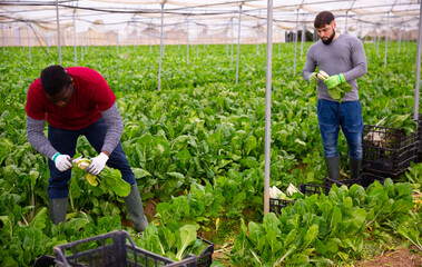 Farmers work in a greenhouse - harvest and clean mangold