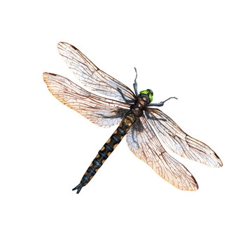 Dragonfly watercolor illustracion isolated on white background