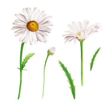 Daisy flower set, watercolor illustration isolated on white