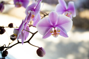 Fototapeta na wymiar Pink phalaenopsis orchid flower in the home garden on a sunny day. Interior decoration of the room.