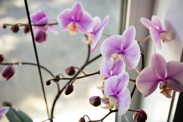 Fototapeta na wymiar Pink phalaenopsis orchid flower in a flower pot on a sunny windowsill. Interior decoration of the room.