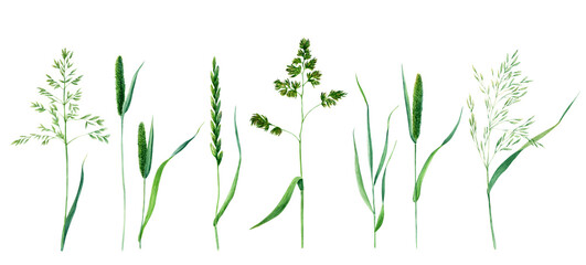 Meadow grass collection watercolor illustration isolated on white background - obrazy, fototapety, plakaty