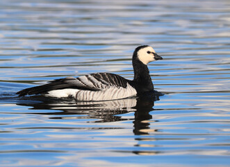 Barnacle goose