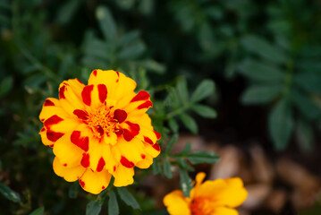 Yellow and red marigold in a flower bed