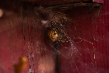 A creepy spider with spiky legs in a cobweb against a red fence. - Powered by Adobe
