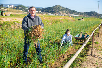 Farmer harvests garlic on the field and puts in plastic box for sale in the market