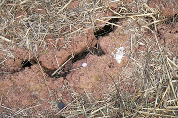 Cracked dry ground in a field