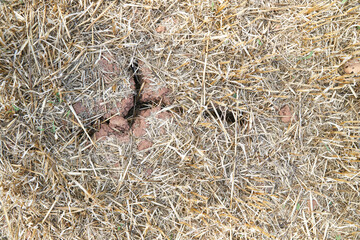 Cracked dry ground in a field