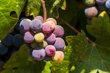 Bunches of ripe black grapes wine grapes close-up among green foliage