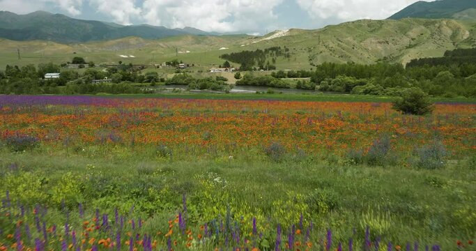 Fly Over Colorful Wildflower Fields Near Kura River In Aspindza, Southern Georgia's Region of Samtskhe-Javakheti. Aerial Drone Shot