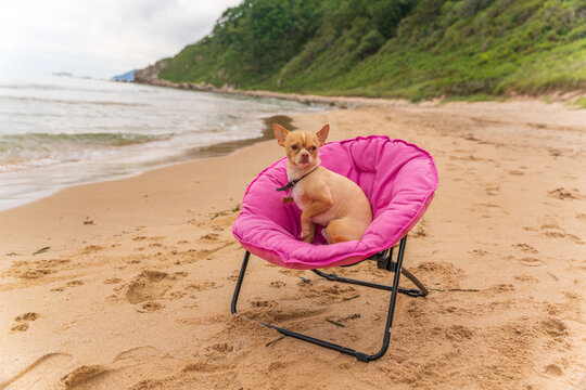 Russian Toy Terrier Dog Sits On A Pink Sun Lounger On The Seashore.