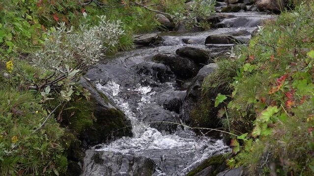 Stream flowing with northern tundra vegetation
Sweden nature in slow motion, 2022
