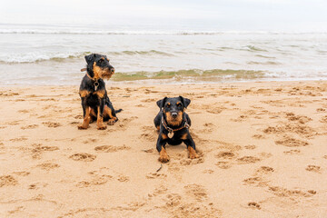 two Jagdterrier dogs on the beach