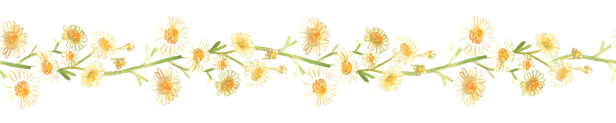 Chamomile seamless border. Watercolor illustration. Isolated on a white background. For design.