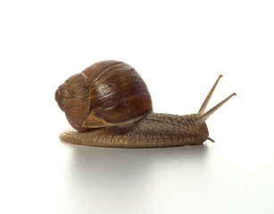 Helix pomatia.Grape snail isolated on white background. Macro shot.