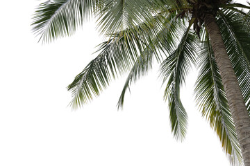Fototapeta na wymiar Coconut tree leaves foreground 