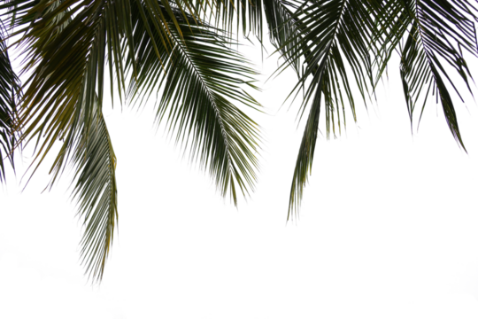 Coconut tree leaves foreground 