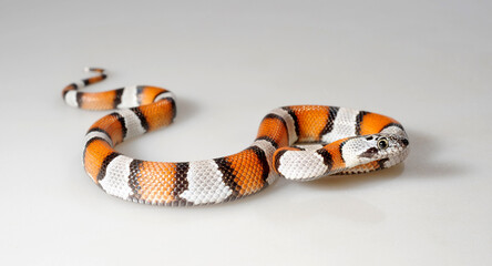 Naklejka premium Grey-banded Kingsnake // Grau gebänderte Königsnatter (Lampropeltis alterna blairi)