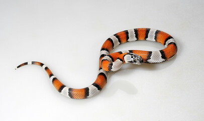 Naklejka premium Grey-banded Kingsnake // Grau gebänderte Königsnatter (Lampropeltis alterna blairi)