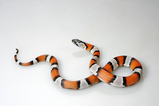 Lampropeltis Bilder Durchsuchen 3,561 Archivfotos, und