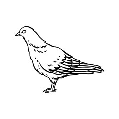 Fototapeta na wymiar pigeon hand drawn illustration design