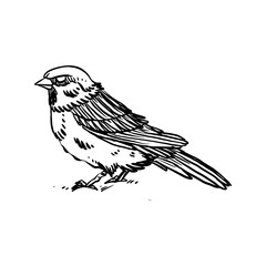 Fototapeta premium sparrow hand drawn illustration design