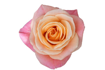 Fototapeta na wymiar Pink rose flower isolated on white background, soft focus and clipping path