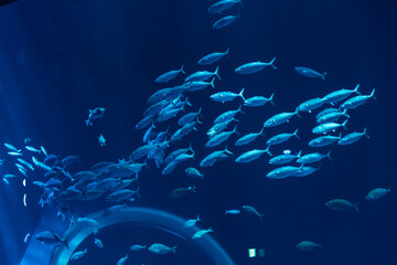 水族館の魚の群れ