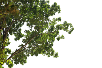Tropical tree leaves and branch foreground 