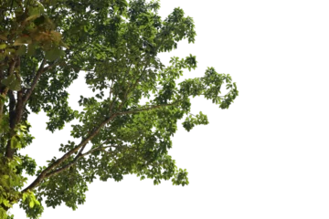 Foto op Plexiglas Tropical tree leaves and branch foreground  © parinya