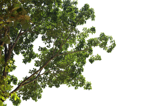 Tropical tree leaves and branch foreground 