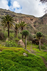 Fototapeta na wymiar Volcanic landscape of Caldera de Bandama crater with circular hiking trail. Gran Canaria, Spain.