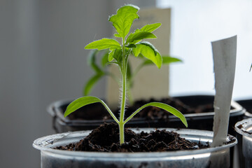 Solanum lycopersicum: tomato seedlings grow in a pot at home on window