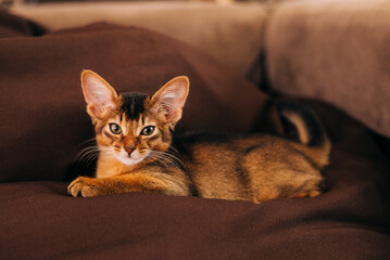 Fototapeta na wymiar Close-up portrait of a sleeping cute somali breed kitten little cat is sitting on a sofa.