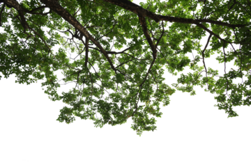 Tropical tree leaves and branch foreground 